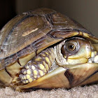 Three-toed box turtle