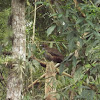 Speckled Chacalaca