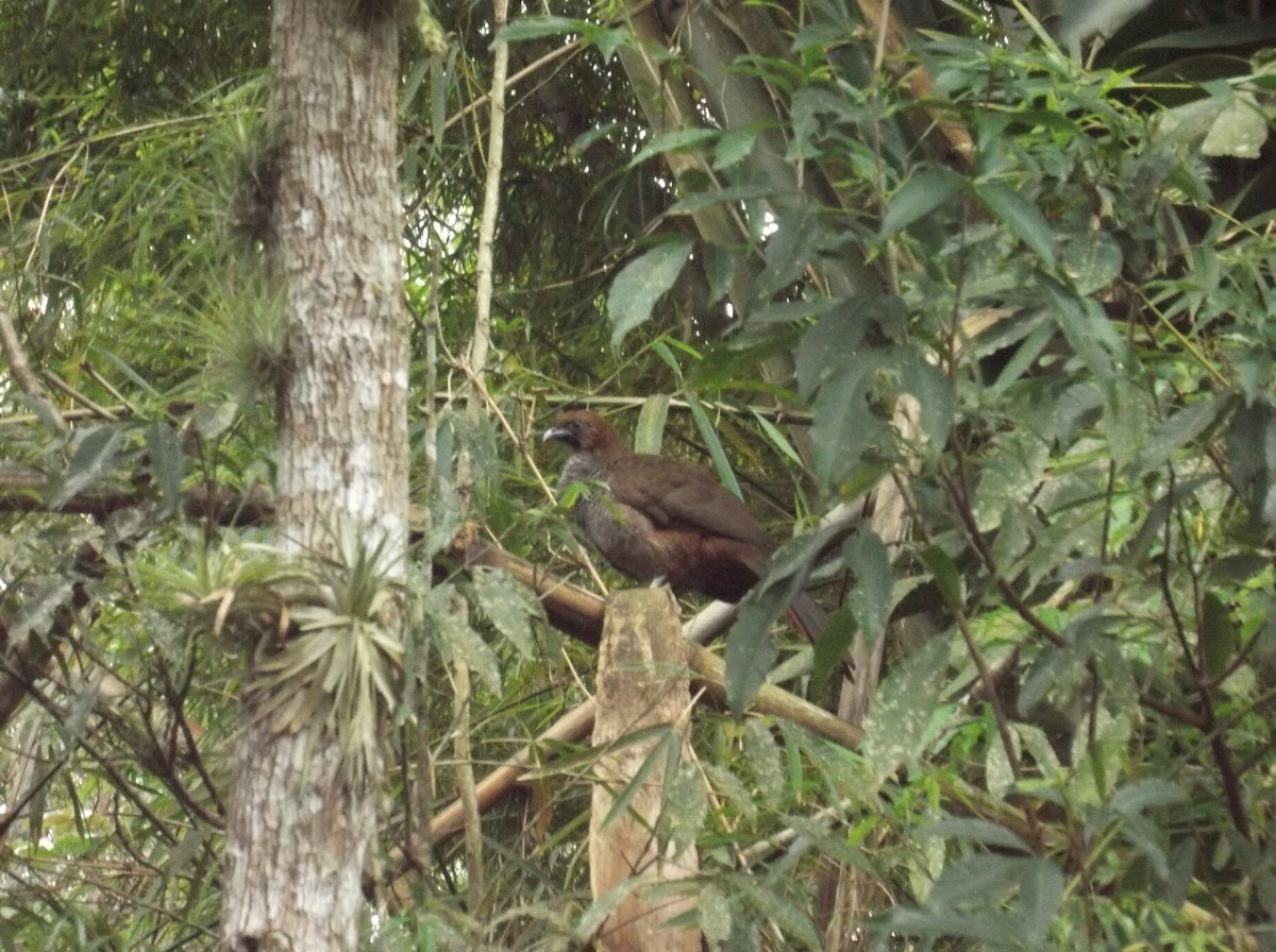 Speckled Chacalaca
