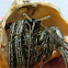 Thin striped hermit crab