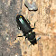 Bark Gnawing Beetle