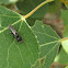 Aphid wasp