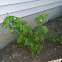 Red Raspberry plant