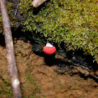 red raspberry slime mold