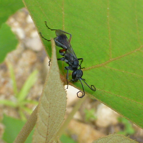 Blue Spider Wasp | Project Noah