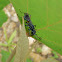 Blue Spider Wasp
