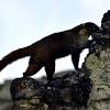 White-nosed coati