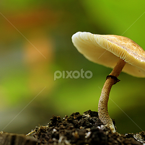by Sirajuddin Halim - Nature Up Close Mushrooms & Fungi
