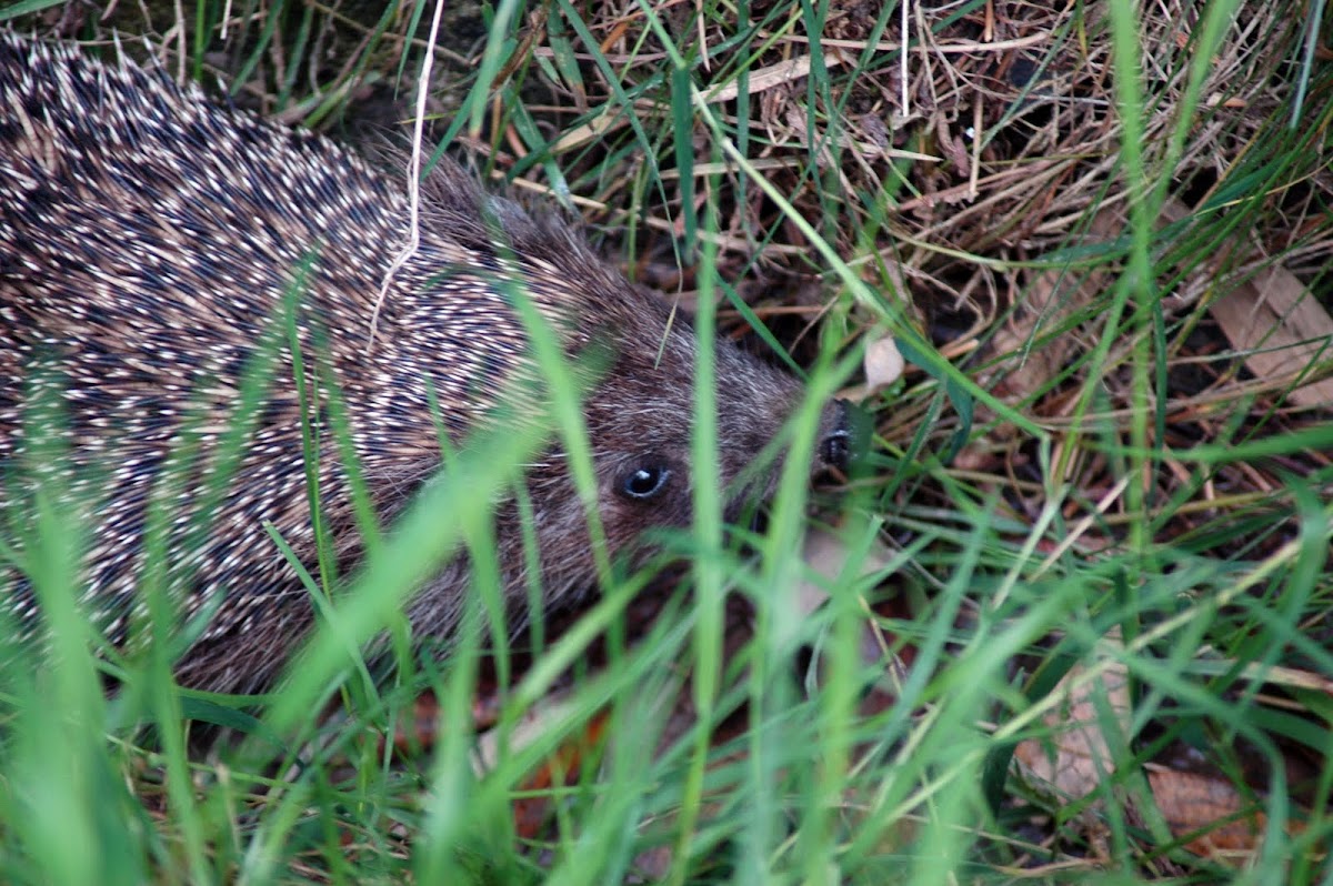 Hedgehog / Igel