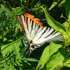 Scarce swallowtail (Ποδαλείριος)