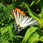 Scarce swallowtail (Ποδαλείριος)