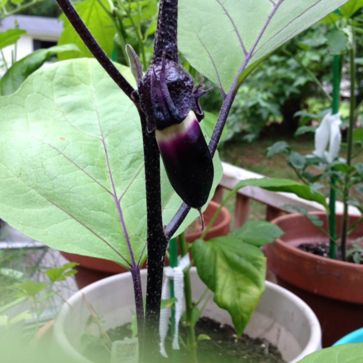 Ichaban Chineese Eggplant