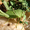 Green Grasshooper /வெட்டுக்கிளி (Vettukili)