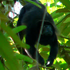 Mantled howler monkey