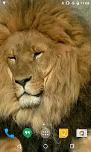 download Lion HD Live Wallpaper free