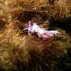 Nudibranch Flabellina affinis