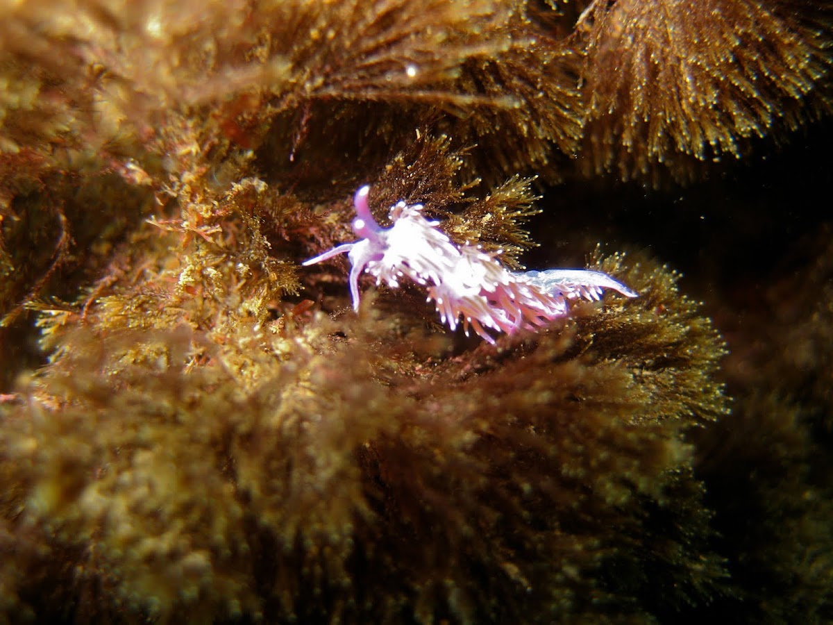 Nudibranch Flabellina affinis