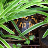 Eastern Box Turtle, female