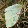 Luna Moth (wing)