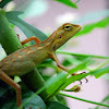 Changeable Lizard, Oriental Garden Lizard