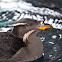 Rhinoceros Auklet