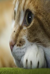 How to install Animal Wallpaper 1.0 unlimited apk for laptop