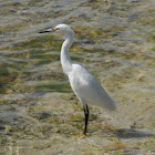 Snowy Egret