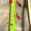 red aphid