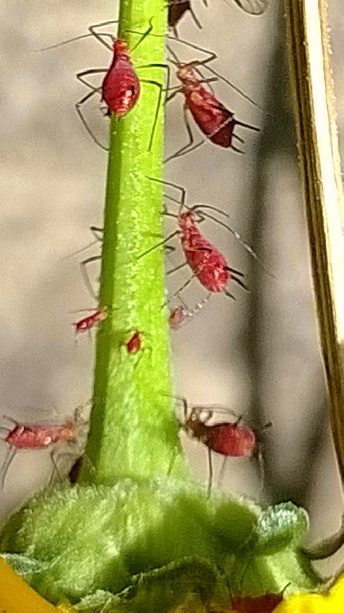 red aphid