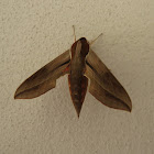 Vine Hawk Moth