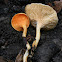 False Chanterelle