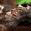 Split Gill Fungi