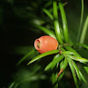 Mexican yew