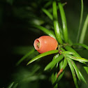 Mexican yew