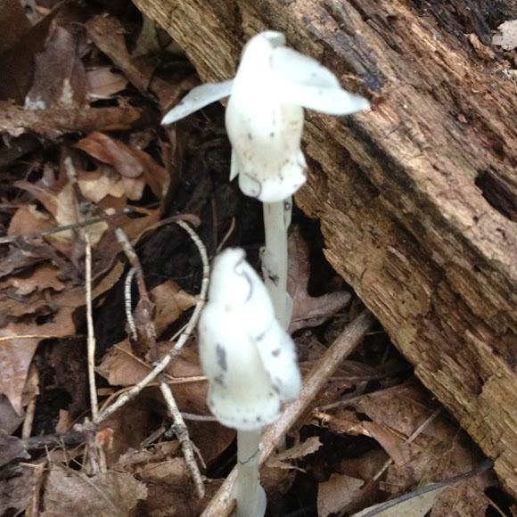 Indian Pipe or Ghost Plant Project Noah