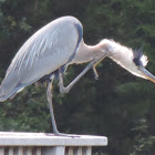 Great Blue Heron