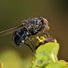 Mosca azul (Blue bottle fly)