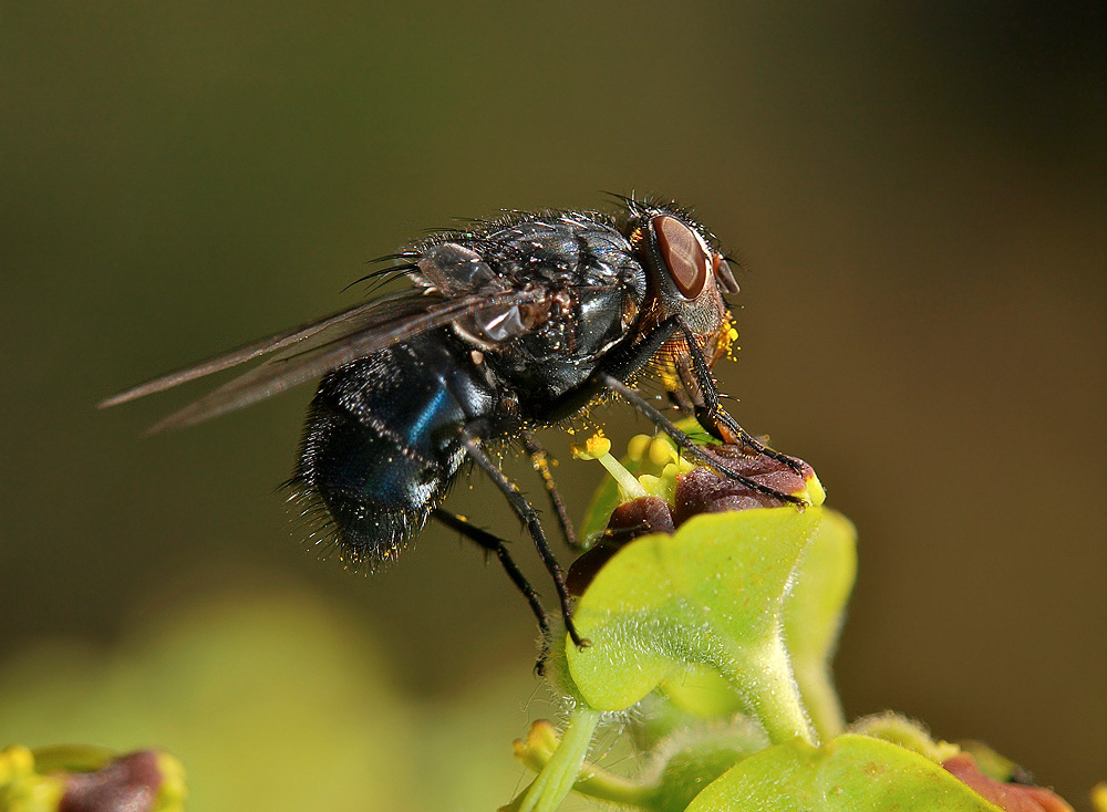 Mosca azul (Blue bottle fly)