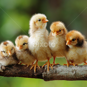 Group portrait of cute chicks by Prachit Punyapor - Animals Other