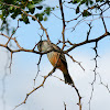 Vermilion Flycatcher ( female )