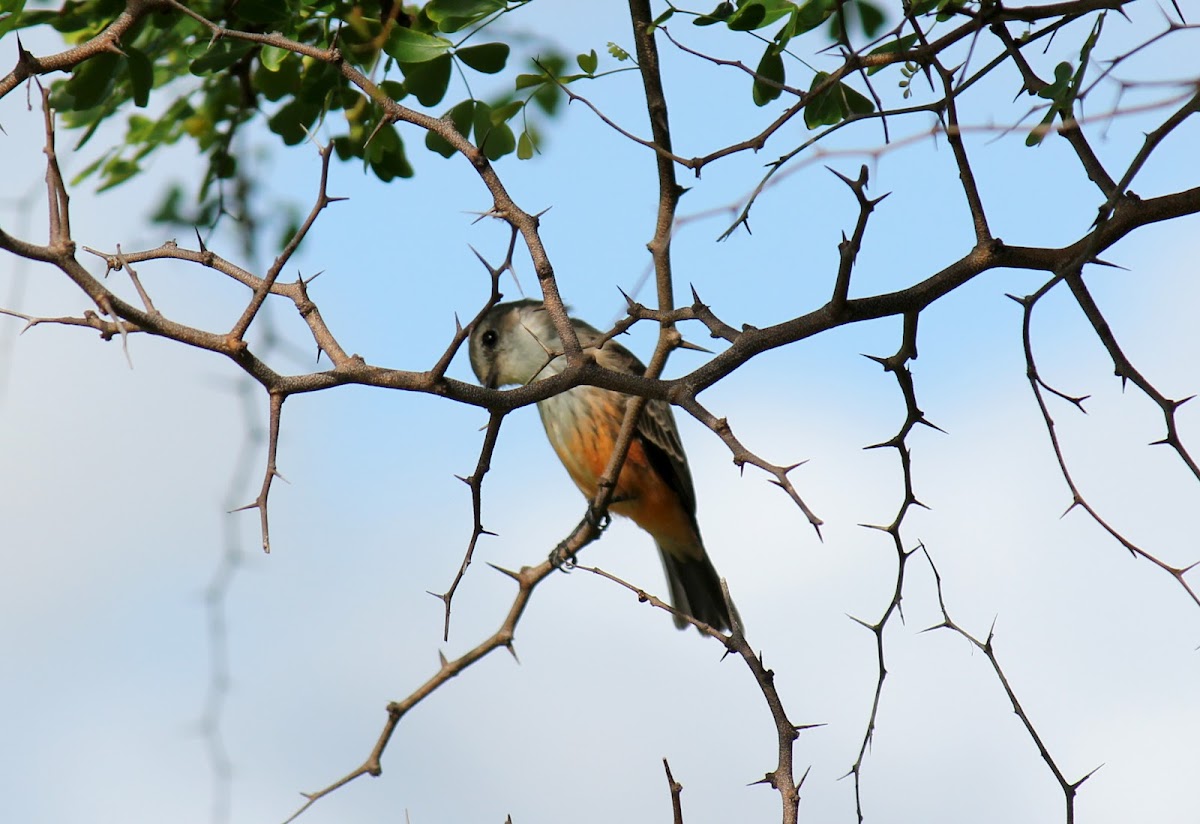 Vermilion Flycatcher ( female )