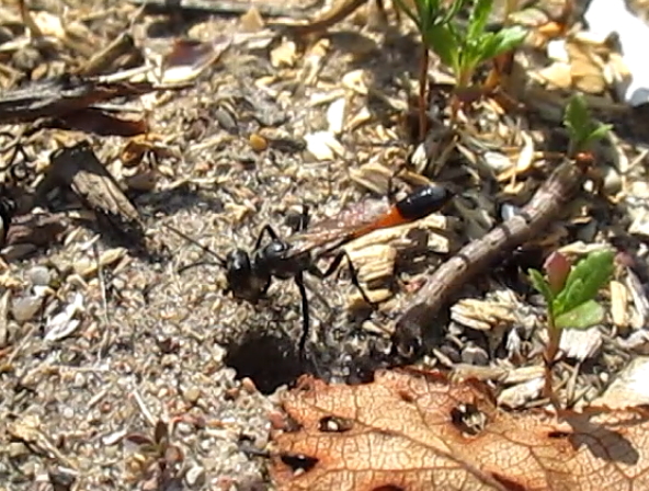 Red-banded sand wasp