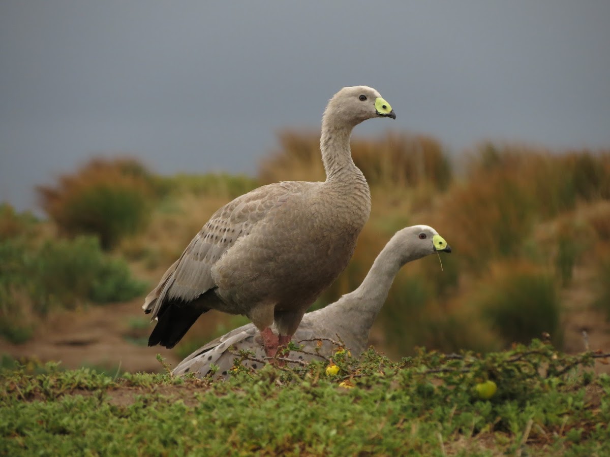 Cape barren goose