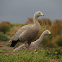 Cape barren goose