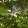 Emperor Dragonfly (female)