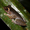 Madagascan Spur Legged Tree Frog
