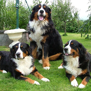 Bernese Mountain Dogs Puzzle 1.0