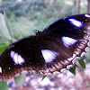 Great Eggfly or Common Eggfly(Male)