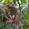 Northern Cardinal