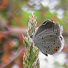 Butterfly - Eastern Tailed-Blue